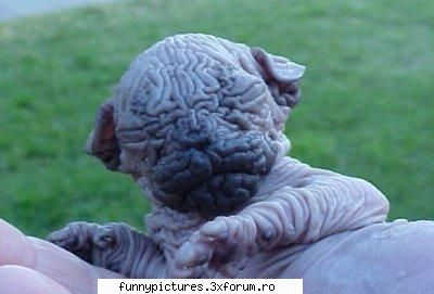 Animalute - I.A.D. - Funny Pictures