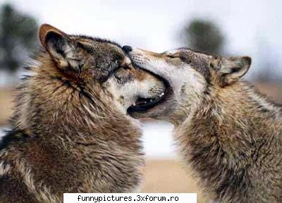 Animalute - Nu e bine sa te faci stomatolog...=) - Funny Pictures