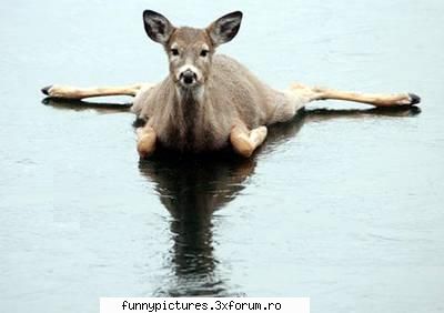 Animalute - Patinaj artistic :) - Funny Pictures